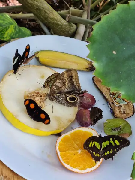 HORNIMAN MUSEUM AND GARDENS - WIELE ATRAKCJI W 1 MIEJSCU