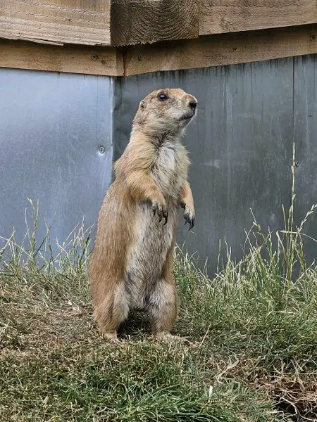 HOBBLEDOWN HEATH - PARK ROZRYWKI I MINIZOO W JEDNYM